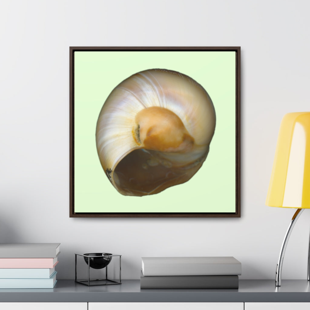 Moon Snail Shell Shark's Eye Umbilical | Framed Canvas | Sea Glass Background