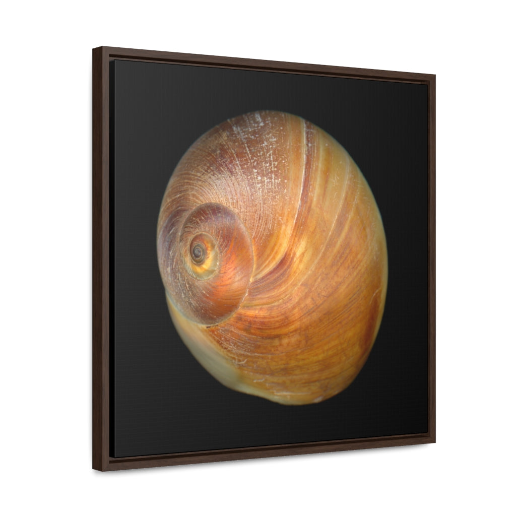 Moon Snail Shell Shark's Eye Apical | Framed Canvas | Black Background