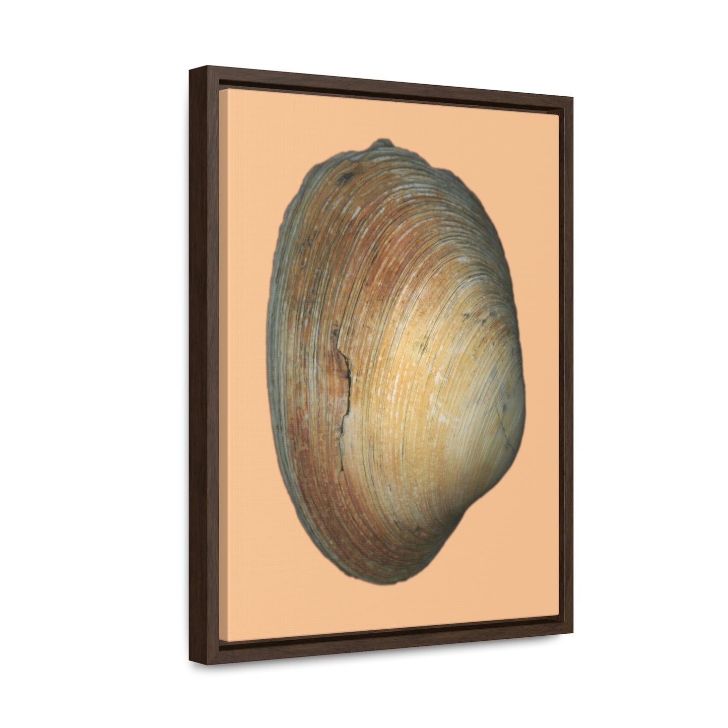 Quahog Clam Shell Purple Right Exterior | Framed Canvas | Desert Tan Background