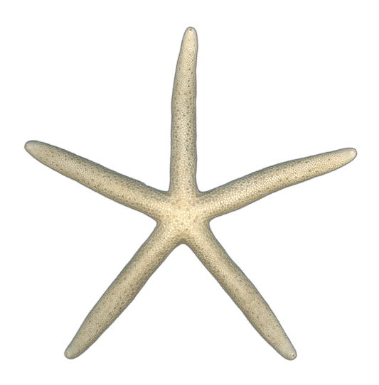 Finger Starfish Shell Top | Magnet | 1in