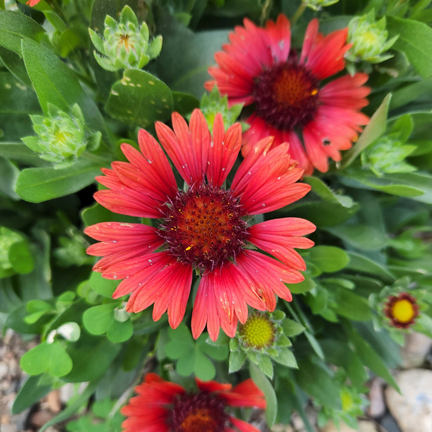 Blanket Flower Gaillardia Red | Tote Bag | Large | Sea Glass