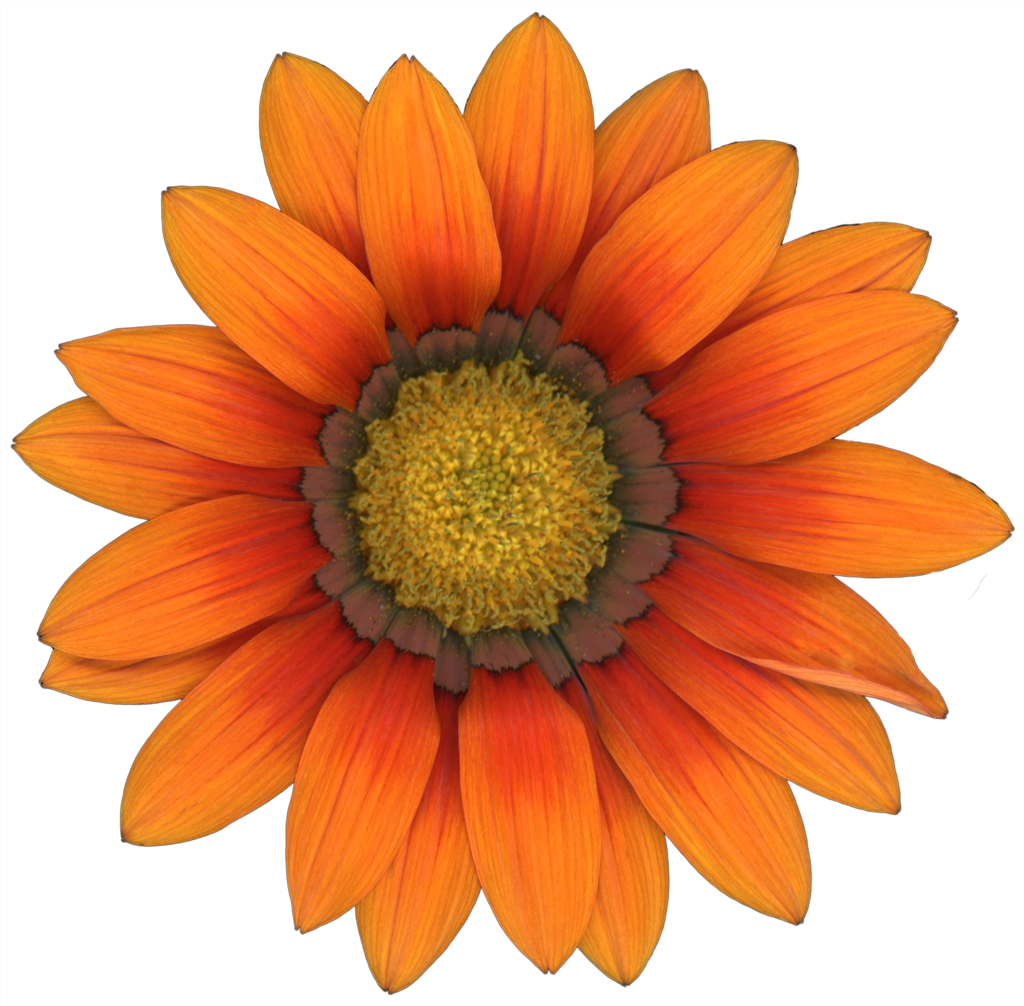 Gazania Flower | Magnet | 1in