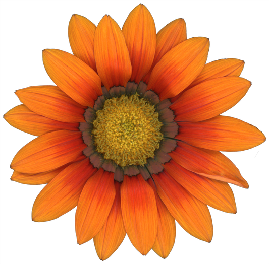 Gazania Flower | Magnet | 1in