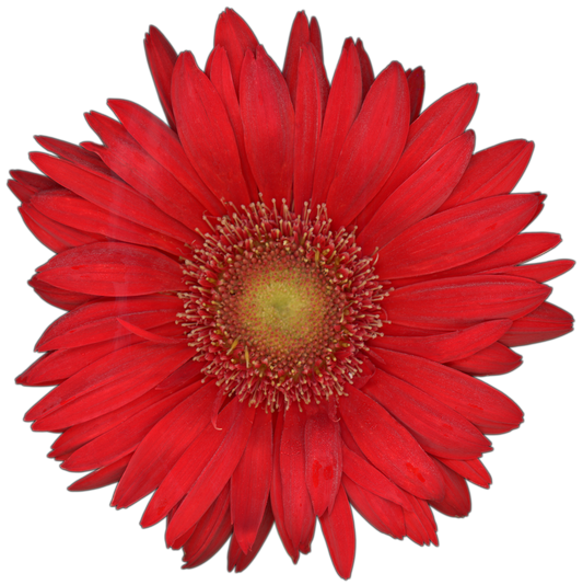 Gerbera Daisy Flower | Magnet | 1in