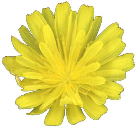 Hawkweed Flower | Magnet | 1in