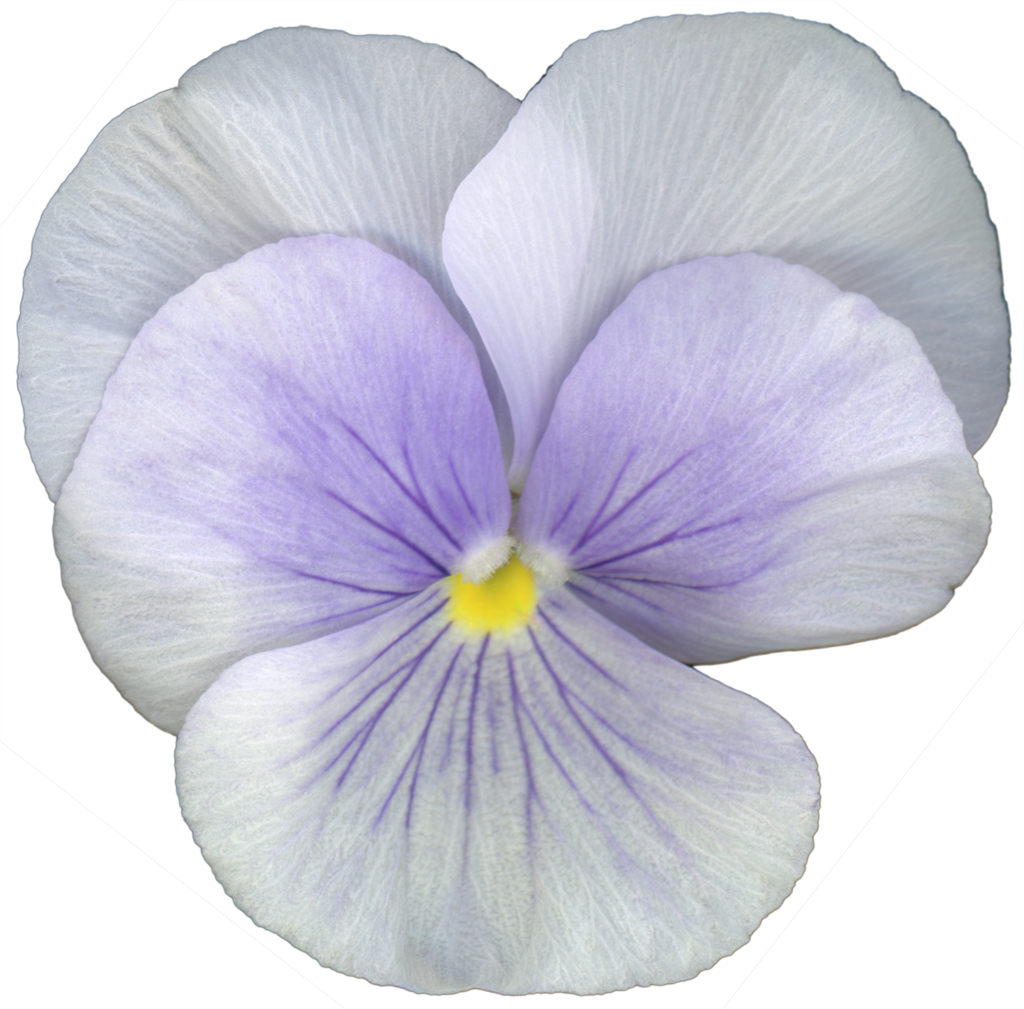 Pansy Viola Flower | Magnet | 1in