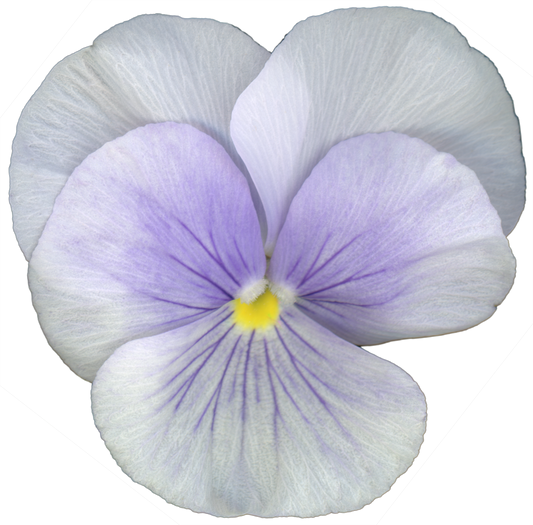 Pansy Viola Flower | Magnet | 1in