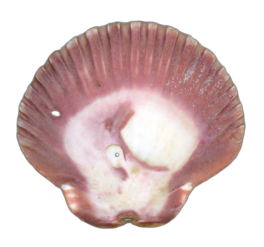 Scallop Shell Magenta Left Exterior | Pinback Button | 1in