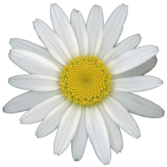 Shasta Daisy Flower | Magnet | 1in