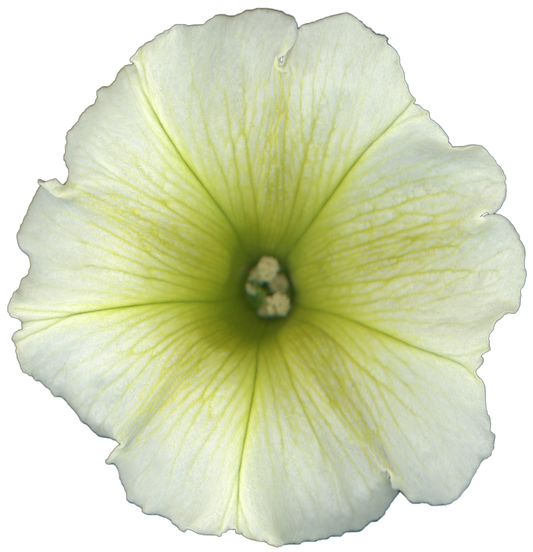 Petunia Flower | Magnet | 1in